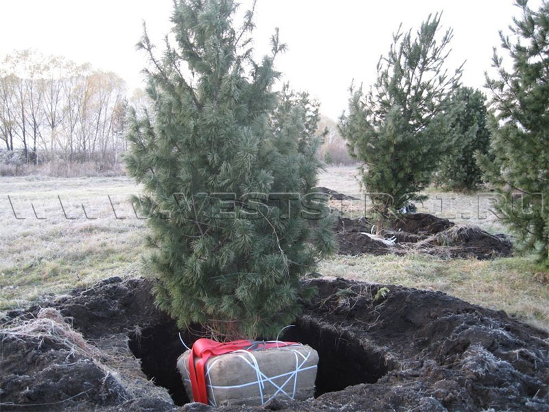 Посадка взрослых деревьев зимой