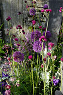 Выставка цветочного и ландшафтного дизайна Chelsea Flower Show – 2006