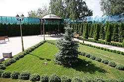 Посадка хвойных, живые изгороди