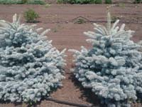 Ель Glauca Globosa