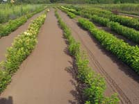Саженцы