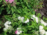 Спирея Широбана