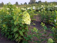 Декоративные лиственные кустарники