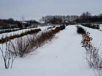 Декоративные кустарники