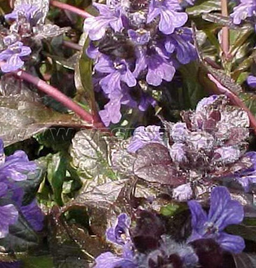 Живучка ползучая Atropurpurea