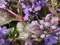 Живучка ползучая Atropurpurea (Ajuga Reptans Atropurpurea)