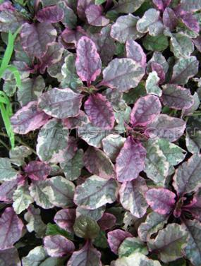 Живучка ползучая Бургунди Глоу (Ajuga Reptans Burgundi Glow)