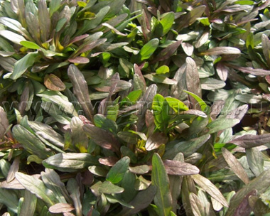 Живучка ползучая Шоколат Чип (Ajuga Reptans Chocolate Chip)