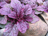 Живучка ползучая (Ajuga Reptans)