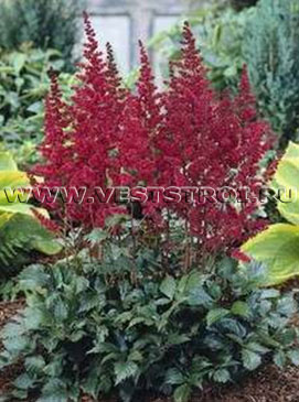 Астильба Арендса Burgundy Red