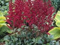 Астильба Арендса Burgundy Red (Бургунди Рэд)
