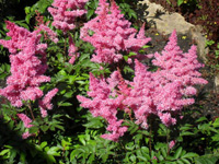 Астильба (Astilbe)