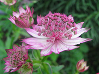 Астранция (Astrantia)