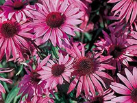 Эхинацея (Echinacea)