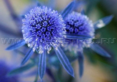Синеголовник плосколистный (Eryngium planum)