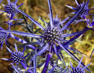 Синеголовник плосколистный (Eryngium planum)