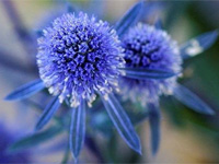 Синеголовник плосколистный (Eryngium planum)