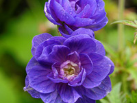 Герань (Geranium)