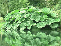 Гуннера рукавчатая (Gunnera manicata)