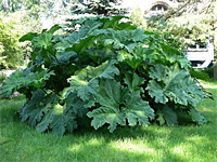 Гуннера (Gunnera)