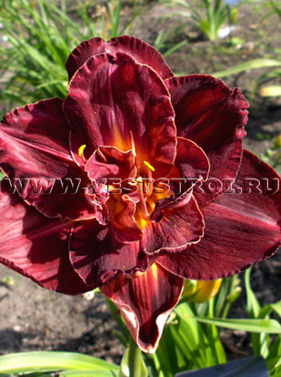 Лилейник Burgundy Love