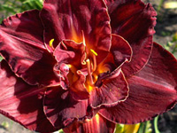 Лилейник Burgundy Love (Бургунди Лав)