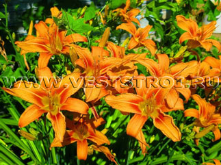 Лилейники (Hemerocallis)