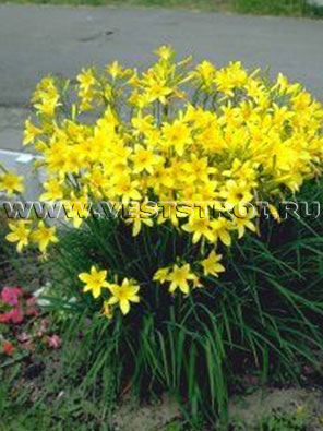 Лилейник желтый lilioasphodelus