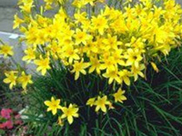 Лилейник желтый Lilioasphodelus