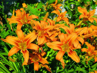 Лилейник (Hemerocallis)