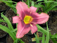 Лилейник Stella in Purple (Стелла ин Пёрпл)
