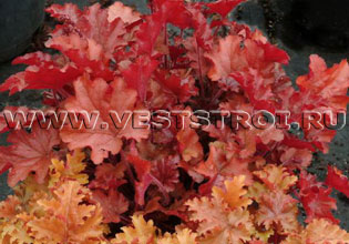 Гейхера (Heuchera)