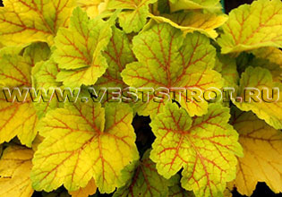 Гейхера (Heuchera)