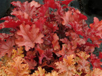 Гейхера (Heuchera)