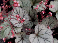 Гейхера Silver Blush (Сильвер Блаш)