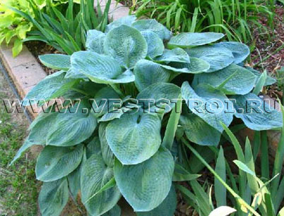 Хоста Bressingham Blue