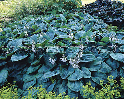 Хоста Bressingham Blue
