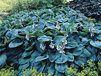 Хоста Bressingham Blue