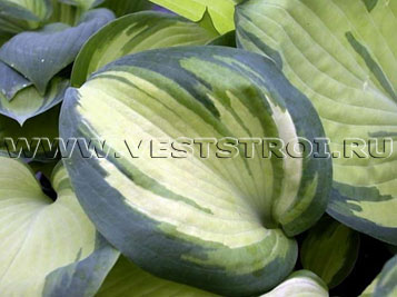 Хоста (Hosta)