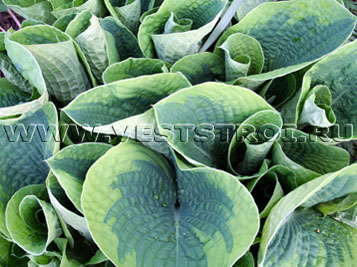Хоста (Hosta)