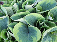 Хоста (Hosta)