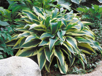 Хоста Wolverine