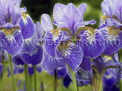 Ирисы (Iris)
