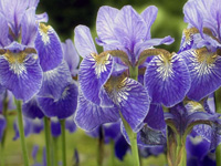 Ирис (Iris)