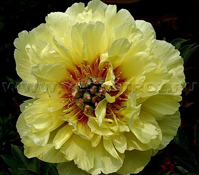 Пион (Itoh hybr.) Garden Treasure