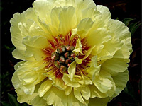 Пион Garden Treasure