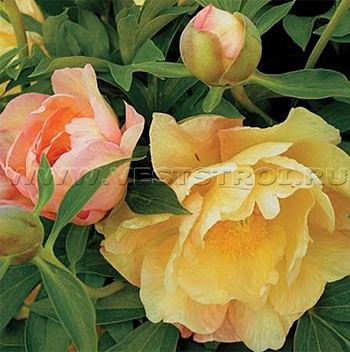 Ито-Пион (Itoh-Hybrid Paeonia)