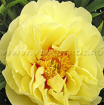 Ито-Пион (Itoh-Hybrid Paeonia)