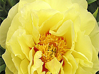 Ито-Пион (Itoh-Hybrid Paeonia)