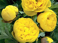 Пион Yellow Crown